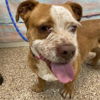 Terrier and Mixed Breed Dogs Available for Adoption - Rori | PetCurious