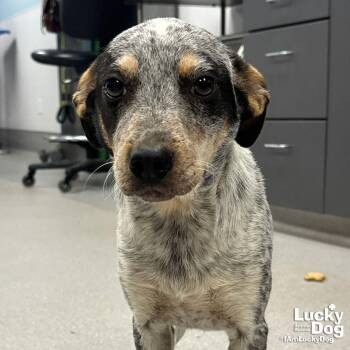 Australian Cattle Dog Blue Heeler and Shepherd Dogs Available for Adoption in Washington, District Of Columbia - Simon | PetCurious