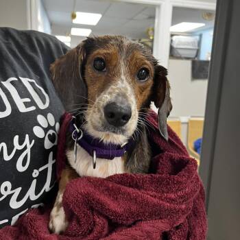Beagle Dogs Available for Adoption in Patchogue, New York - Bailey | PetCurious