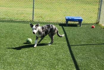 Calliope -  Australian Shepherd and Mixed Breed Dog for Adoption in Jackson, Tennessee - Calliope | PetCurious