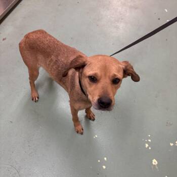 Mixed Breed Dogs Available for Adoption in Memphis, Tennessee - Salt | PetCurious