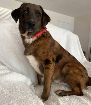 Rescue Catahoula Leopard Dog and Australian Shepherd Dogs for Adoption in Harrison, New York - Donner | PetCurious