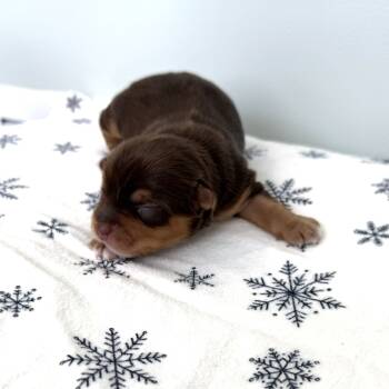 Rescue Yorkshire Terrier and Terrier Dogs for Adoption in South Riding, Virginia - Belle's Jingle | PetCurious