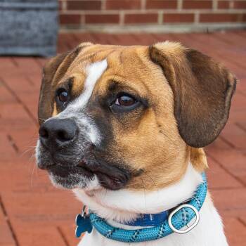 Beagle Dogs Available for Adoption in Arlington Heights, Illinois - Andy | PetCurious