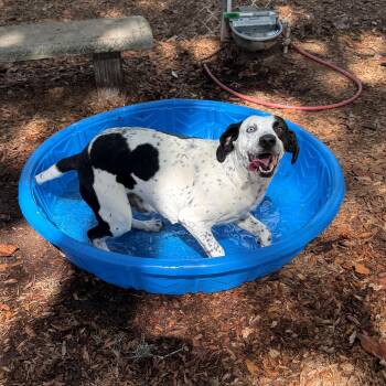 Mixed Breed Dogs Available for Adoption in St. Augustine, Florida - Jackson | PetCurious