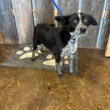 Catahoula Leopard Dog Dogs Available for Adoption in New Berlin, Wisconsin - SKUNK   $425 | PetCurious