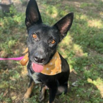 Princess -  German Shepherd Dog Dog for Adoption in Cleveland, Texas - Princess | PetCurious