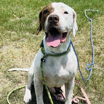 Rescue Labrador Retriever and American Staffordshire Terrier Dogs for Adoption in Gonzales, Texas - Rock | PetCurious