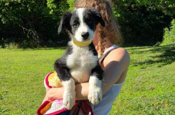Border Collie and Boxer Dogs Available for Adoption in Watertown, Connecticut - Clover  | PetCurious