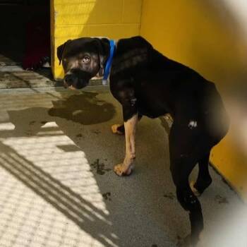 Rescue Pit Bull Terrier Dogs for Adoption in Anderson, California - Fred | PetCurious