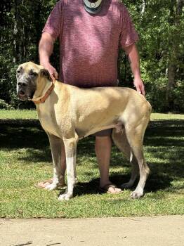 Great Dane Dogs Available for Adoption in Pensacola, Florida - Scooby | PetCurious