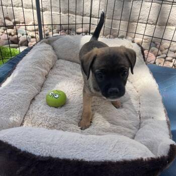 Mixed Breed Dogs Available for Adoption in Las Vegas, Nevada - Marc-Andre | PetCurious