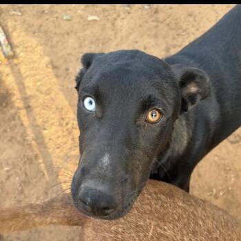 Gemmi -  Labrador Retriever and Husky Dog for Adoption - Gemmi | PetCurious