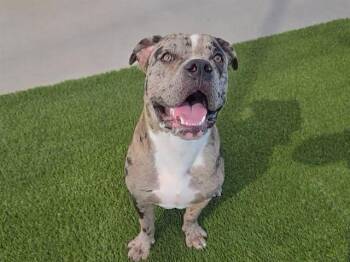 GIZMO -  Pit Bull Terrier Dog for Adoption in Auburn, California - GIZMO | PetCurious