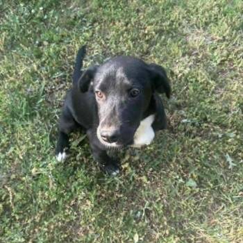 Black Labrador Retriever Dogs Available for Adoption in Wake Forest, North Carolina - Pontoon | PetCurious