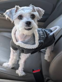 Baby -  Schnauzer and Maltese Dog for Adoption in Baton Rouge, Louisiana - Baby | PetCurious