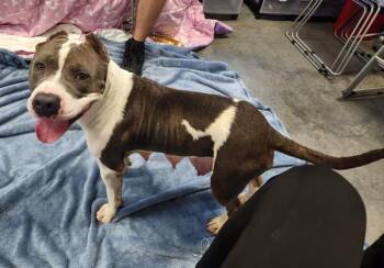 LOVIE -  Pit Bull Terrier Dog for Adoption in Brunswick, Georgia - LOVIE | PetCurious