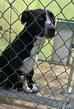 Santino -  Terrier Dog for Adoption in Fort Payne, Alabama - Santino | PetCurious