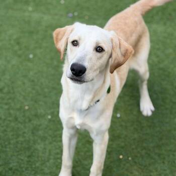 Oscar Meyer Weiner (Benefactor Adult) -  Yellow Labrador Retriever Dog for Adoption in Abbotsford, British Columbia - Oscar Meyer Weiner (Benefactor Adult) | PetCurious