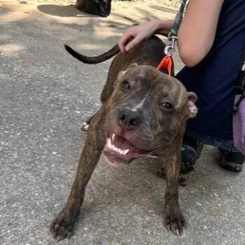 Max -  Pit Bull Terrier and Boxer Dog for Adoption in Baltimore, Maryland - Max | PetCurious