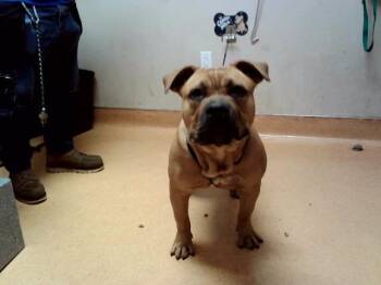 BOOYAH -  Pit Bull Terrier Dog for Adoption in Martinez, California - BOOYAH | PetCurious