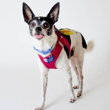 Doctor Goodwin 14270 -  Chihuahua and Rat Terrier Dog for Adoption in San Francisco, California - Doctor Goodwin 14270 | PetCurious