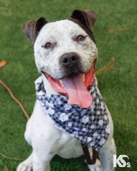 Versace -  Australian Cattle Dog Blue Heeler and American Staffordshire Terrier Dog for Adoption - Versace | PetCurious
