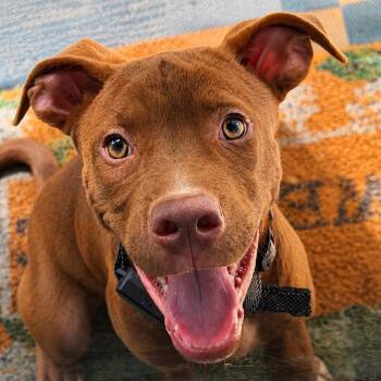 Chester - 060301U -  Labrador Retriever and Mixed Breed Dog for Adoption in Tupelo, Mississippi - Chester - 060301U | PetCurious