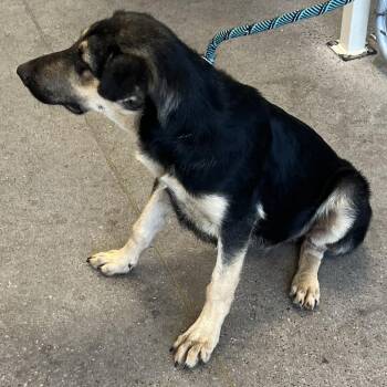 108143 -  Mixed Breed Dog for Adoption in Las Cruces, New Mexico - 108143 | PetCurious