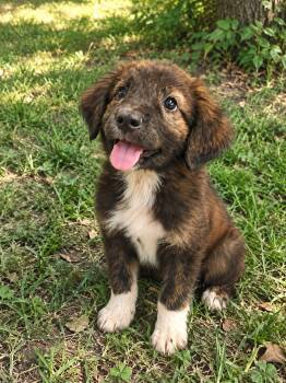 Buster Brown -  Australian Shepherd and Collie Dog for Adoption in Dallas, Texas - Buster Brown | PetCurious