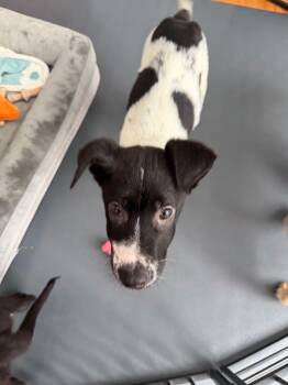 Border Collie Dogs Available for Adoption - Pongo | PetCurious