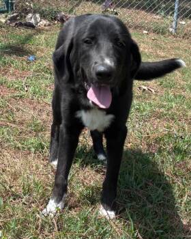 Daisie -  Collie Dog for Adoption in Little Rock, Arkansas - Daisie | PetCurious