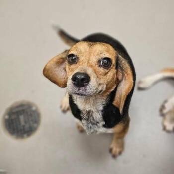 Joy -  Beagle Dog for Adoption in New York, New York - Joy | PetCurious