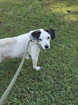 Hudson -  Beagle and Jack Russell Terrier Dog for Adoption in Poland, Indiana - Hudson | PetCurious