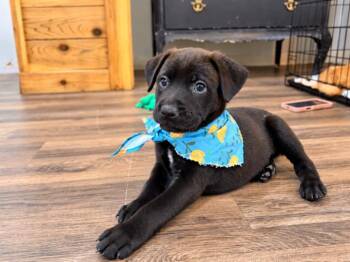 Fred Von Sunshine -  Labrador Retriever and German Shepherd Dog Dog for Adoption in Friendswood, Texas - Fred Von Sunshine | PetCurious