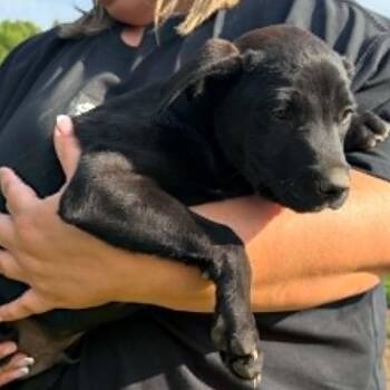 Oliver -  Black Labrador Retriever and Mixed Breed Dog for Adoption in Nashville, Tennessee - Oliver | PetCurious