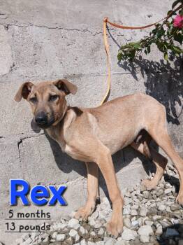 Rex -  Labrador Retriever Dog for Adoption - Rex | PetCurious