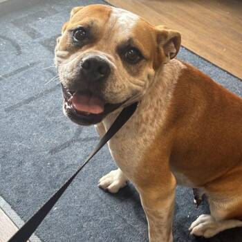 Lisa -  Boxer and Mixed Breed Dog for Adoption in League City, Texas - Lisa | PetCurious