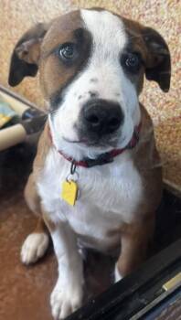 Mixed Breed Dogs Available for Adoption in Stanwood, Washington - Chewbacca | PetCurious