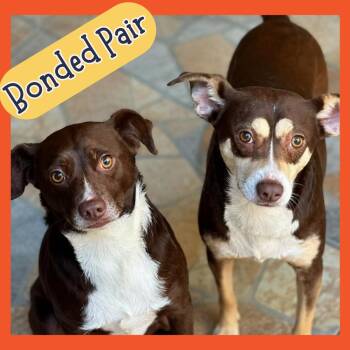 Chihuahua Dogs Available for Adoption in San Francisco, California - Bella & Razzo | PetCurious