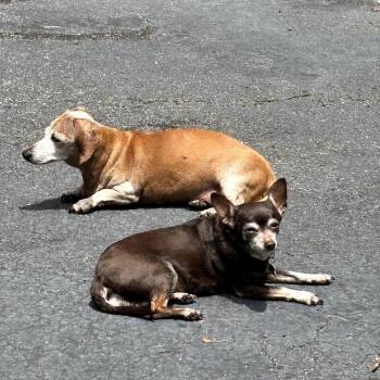 Chihuahua Dogs Available for Adoption in Helena, Alabama - Princess | PetCurious