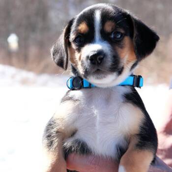 Hound Dogs Available for Adoption - CT Drift Avail Mar 28 | PetCurious