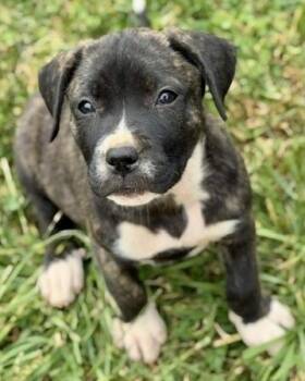Pit Bull Terrier and Mixed Breed Dogs Available for Adoption in Malvern, Pennsylvania - Angel | PetCurious