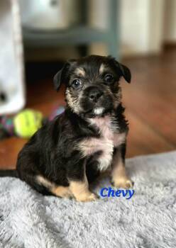 Terrier and Pug Dogs Available for Adoption - Chevy | PetCurious