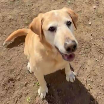 Kenny -  Labrador Retriever Dog for Adoption in Ellensburg, Washington - Kenny | PetCurious