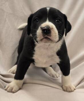Sheldon -  Pit Bull Terrier and Mixed Breed Dog for Adoption in Murphysboro, Illinois - Sheldon | PetCurious