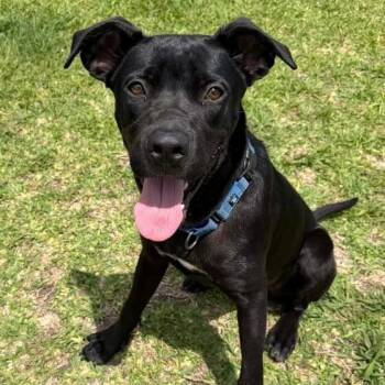 Zazoo Silly Sidekick -  Labrador Retriever and Pit Bull Terrier Dog for Adoption in Friendswood, Texas - Zazoo Silly Sidekick | PetCurious