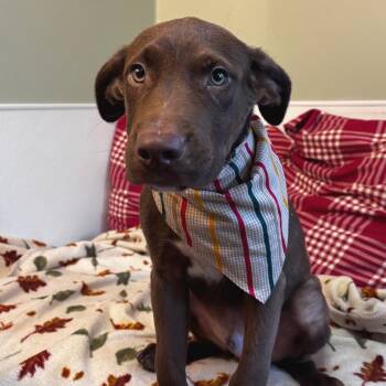 Braxton -  Labrador Retriever and Shepherd Dog for Adoption in Belleville, Illinois - Braxton | PetCurious