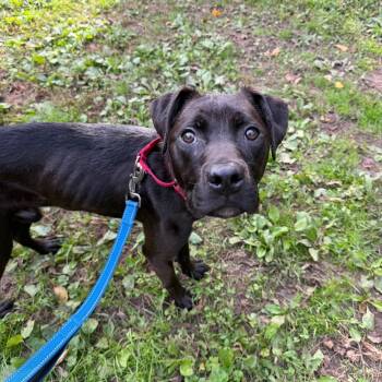 Cole -  Labrador Retriever and Boxer Dog for Adoption in Phoenixville, Pennsylvania - Cole | PetCurious