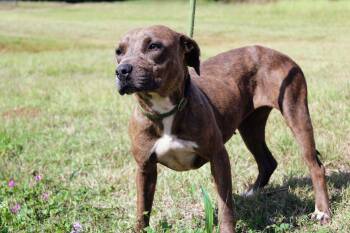 Shania -  Black Mouth Cur and Pit Bull Terrier Dog Available for Adoption in Jacksonville, Texas - Shania | PetCurious
